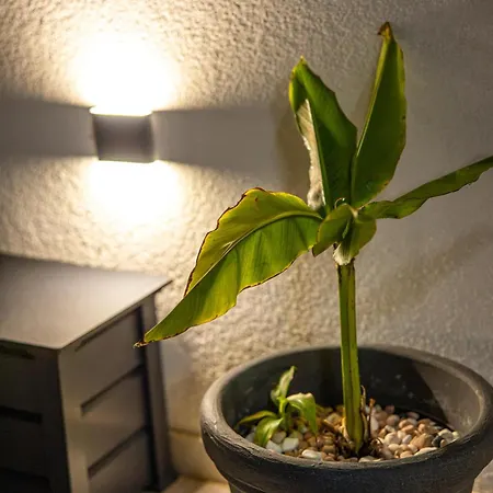 فيلة Luce بودْسْتغانا